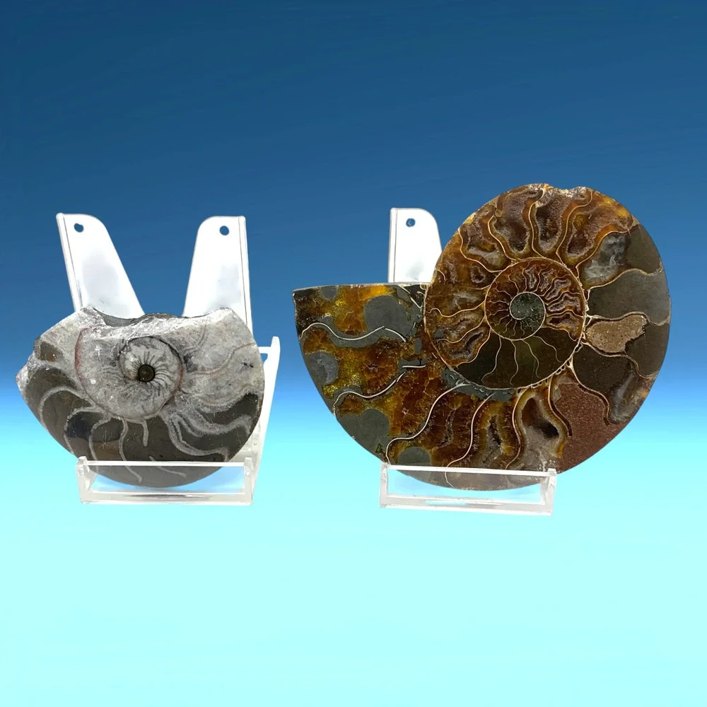 Lot 2 x Ancient Split Natural Ammonite Fossils Specimens Brown Gray Polished